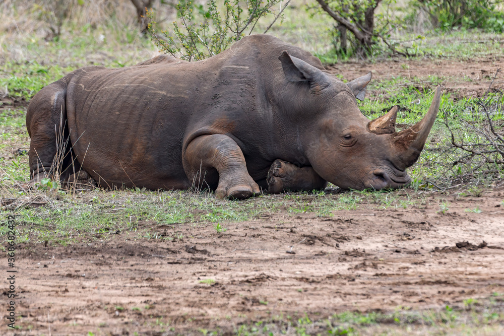 Fototapeta premium White Rhino
