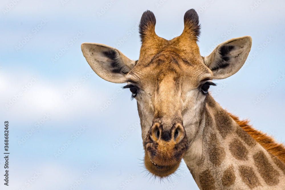 Obraz premium Giraffe