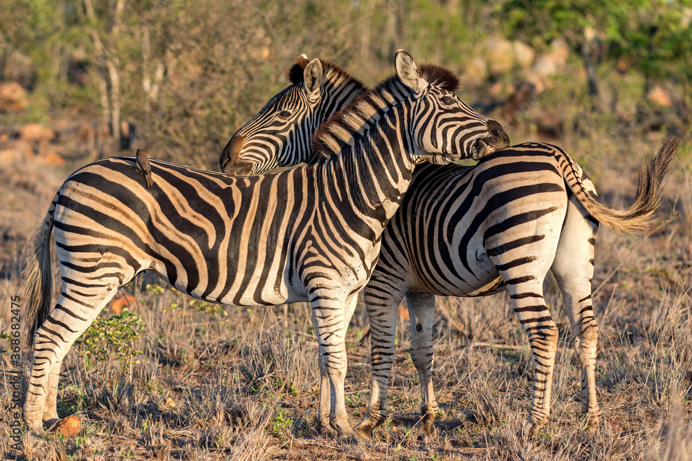 Fototapeta premium Zebra