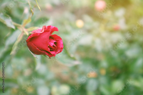 Beautiful red rose on a background of greenery. Close-up.