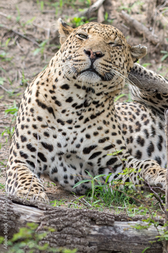 Leopard Leopard