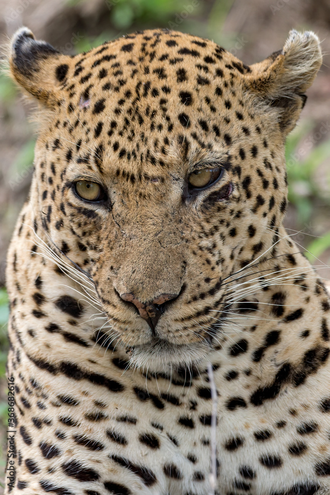 Obraz premium Leopard