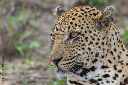 Leopard © Braam