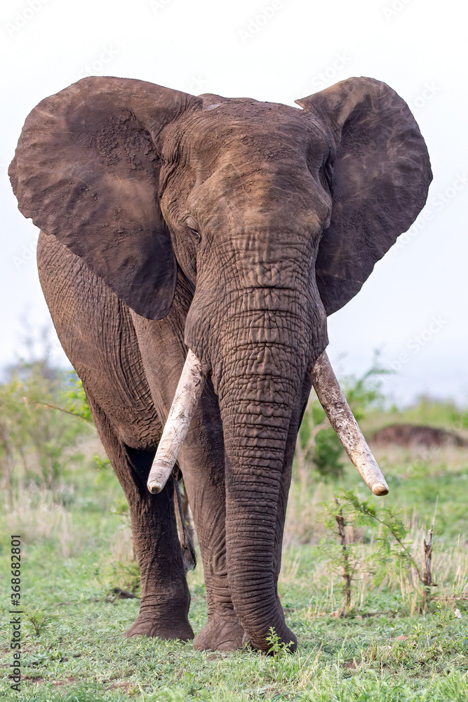 Naklejka premium Elephant