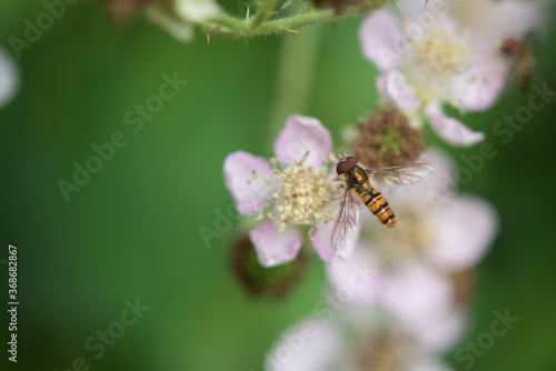 Marmalade Hoverfly On Blossom. © John