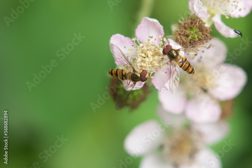Marmalade Hoverflys On Blossom. © John