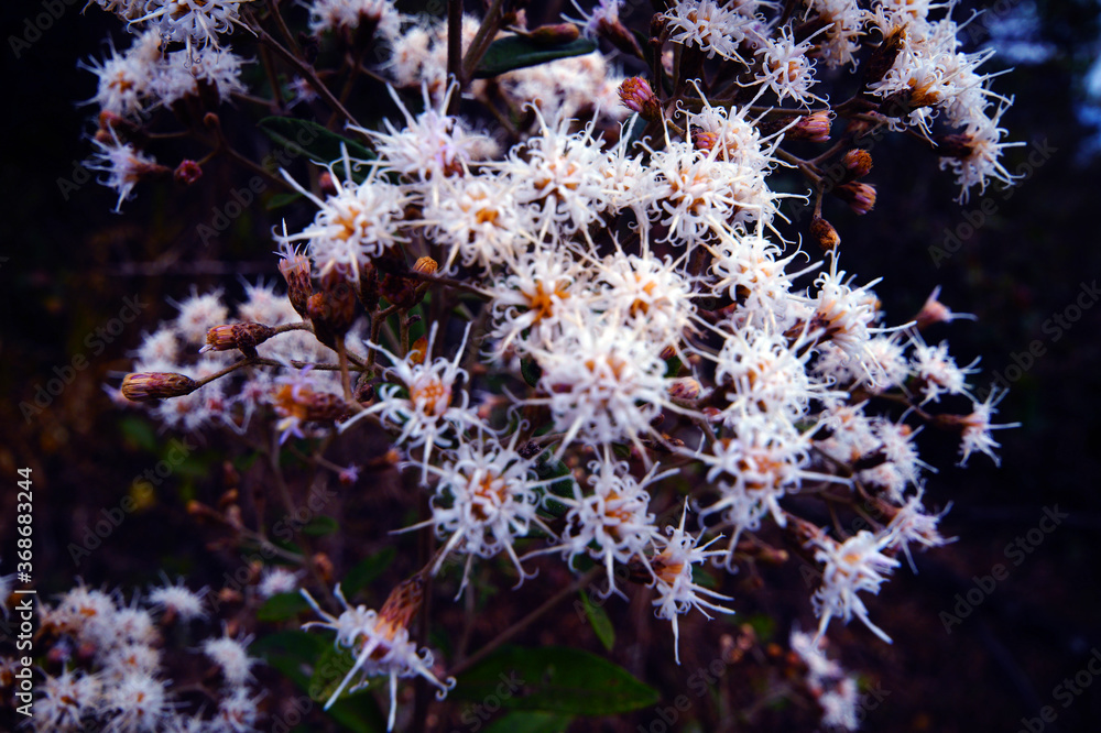 wild flowers in winter wild flowers in winter