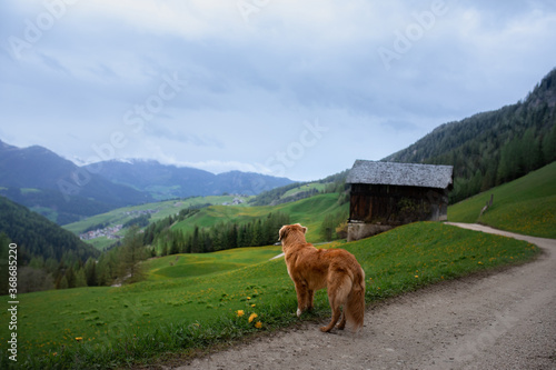 dog in the mountains. Nova Scotia Duck Tolling Retriever in valley. travel with a pet © Anna Averianova
