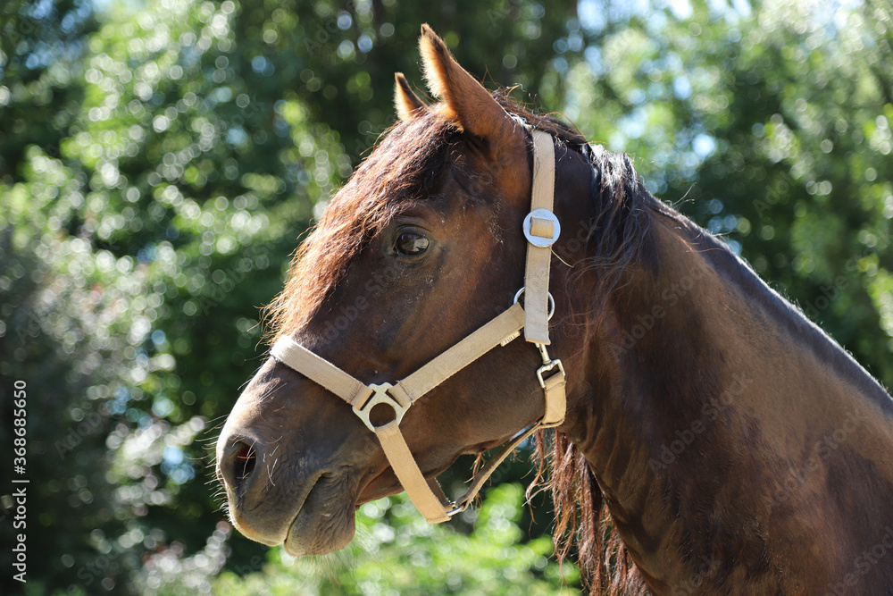 Close-up portrait of a young morgan breed stallion portrait in the paddock on a clear sunny day Close-up portrait of a young morgan breed stallion portrait in the paddock on a clear sunny day