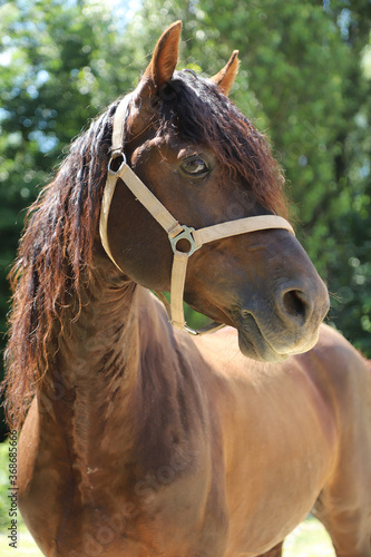 Close-up portrait of a young morgan breed stallion portrait in the paddock on a clear sunny day