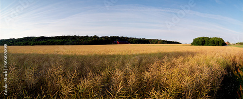 stok - Rapeseed field & red barn, wild, SWEEN