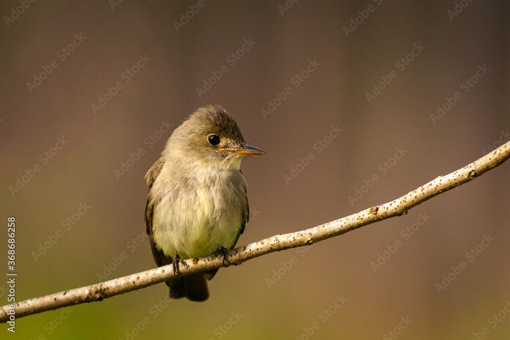 Acadian Flycatcher on Branch Acadian Flycatcher on Branch