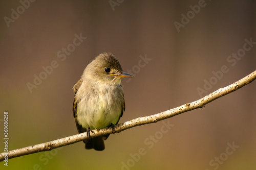 Valokuva Acadian Flycatcher on Branch