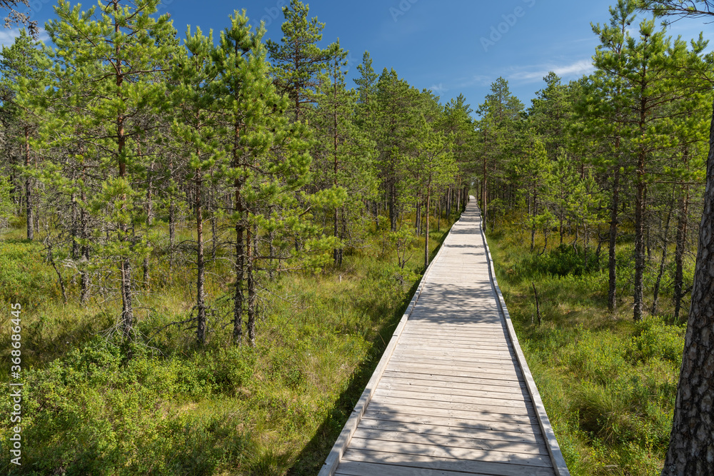 Boardwalk over a raised bog, Lahemaa National Park, Estonia,. The largest park in Estonia. It was the first national park of the former Soviet Union.