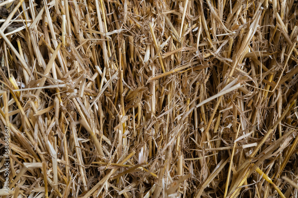 Hay texture. Stacked hay bale. Harvesting in agriculture. Dry straw surface. Reeds background and texture Texture hay closeup background. Fodder for livestock and construction material.