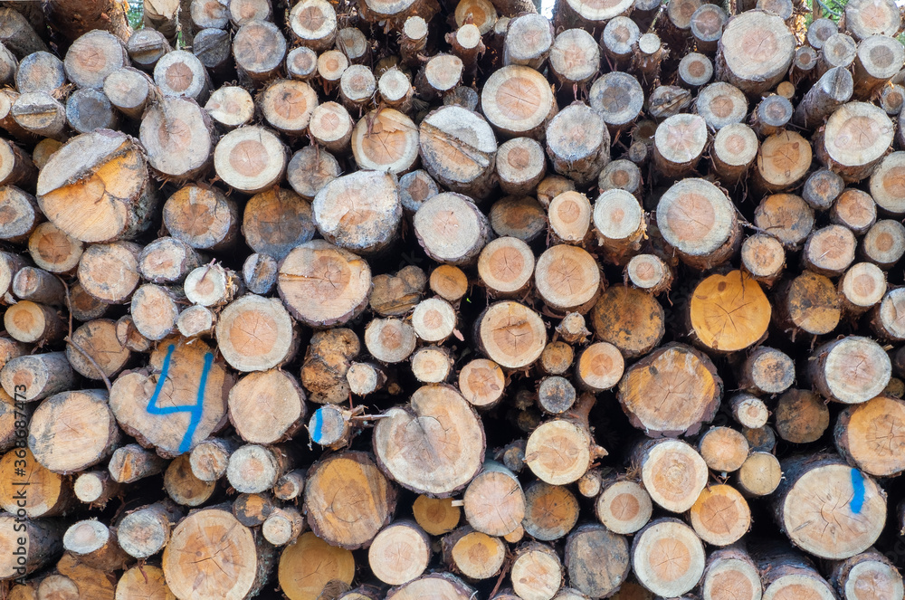 Felled trees in the forest, folded into a stack. Logging, forestry, environmental protection. Selective focus, horizontal orientation. Felled trees in the forest, folded into a stack. Logging, forestry, environmental protection. Selective focus, horizontal orientation.