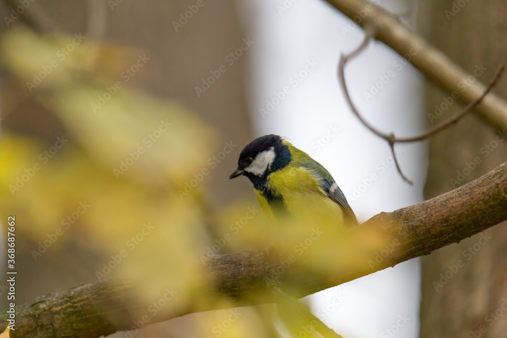 Naklejka premium great tit on a branch