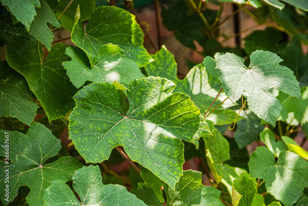 Green grape leaves with yellowish veins close-up, with falling sunlight. Vegetation in a small home garden. Bright natural background Green grape leaves with yellowish veins close-up, with falling sunlight. Vegetation in a small home garden. Bright natural background