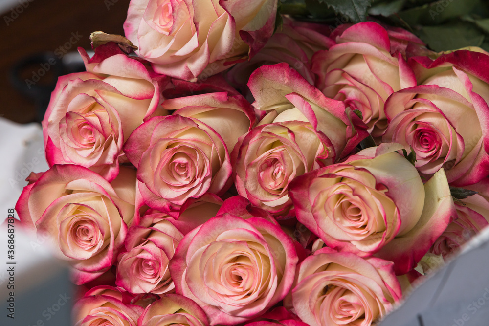 Rose buds with white and pink petals close-up. Rose buds with white and pink petals close-up.