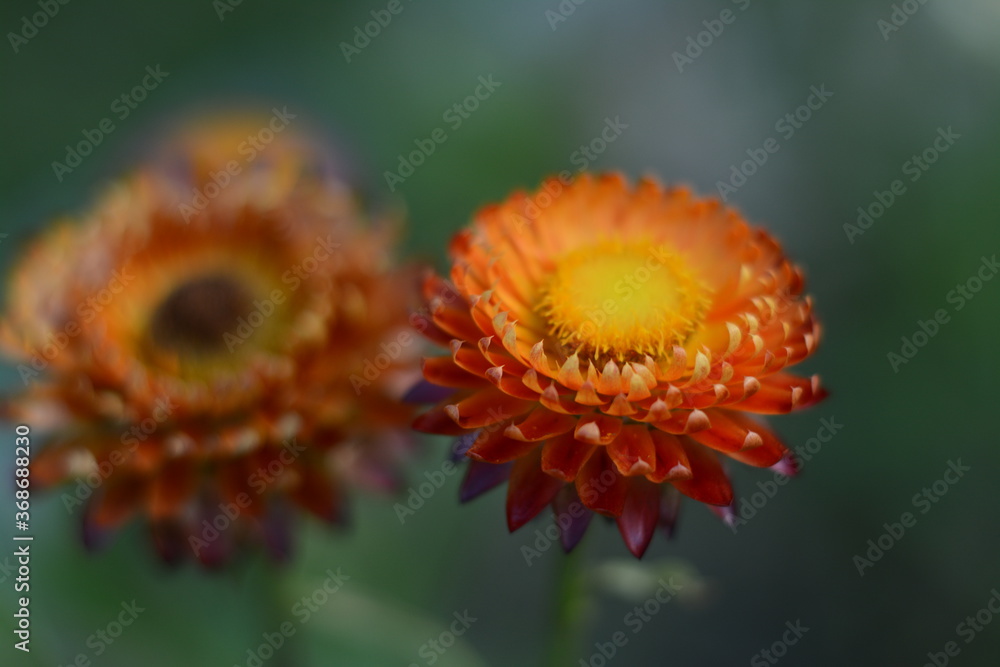 Yellow-orange flowers of xerochrysum bracteatum close up Yellow-orange flowers of xerochrysum bracteatum close up