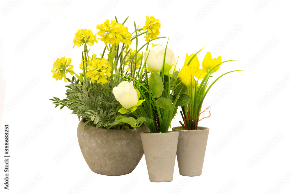 flower, pot, plant, isolated, spring, yellow, nature, white, flowers, floral, blossom, leaf, green, bloom, narcissus, daffodil, bouquet, garden, beautiful, petal, pink, chrysanthemum, flowerpot, garde