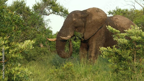African Elephant bull in musth grazing in reserve, medium shot photo