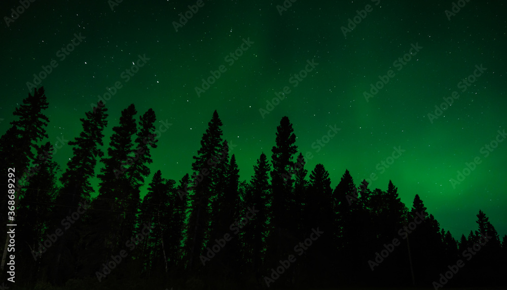 northern lights in the sky with trees northern lights in the sky with trees