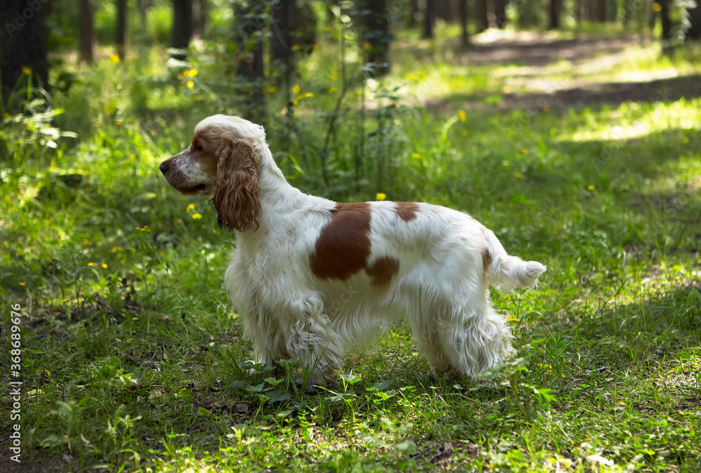 Summer. A park. A red and white English Cocker Spaniel stands on a green lawn. The background is blurred.