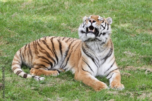 Tiger lying in the grass
