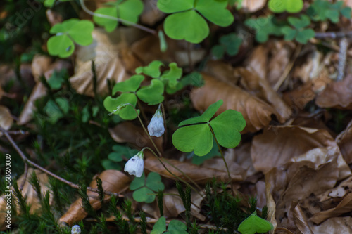 sour clover in the forest in spring
