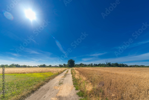 Pole uprawne o  wietlone   wiat  em s  o  ca stoj  cego wysoko na niebie.