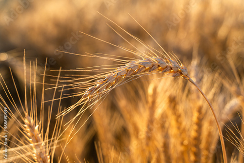 Wheat field. Ears of golden wheat. Beautiful Sunset Landscape. Background of ripening ears. Ripe cereal crop. close