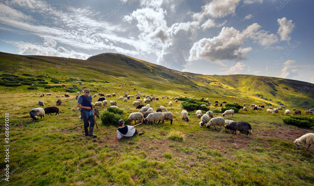 Naklejka premium Flocks of sheep in the alps