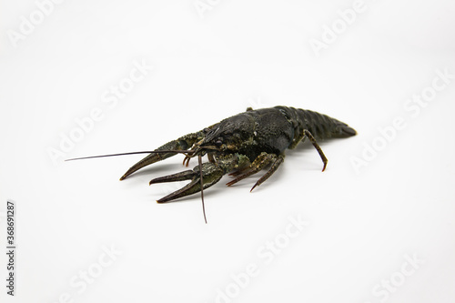 A fresh crayfish or lobster from the river on a white background.