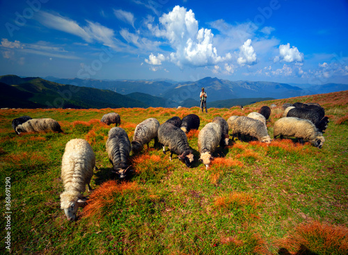 Flocks of sheep in the alps photo