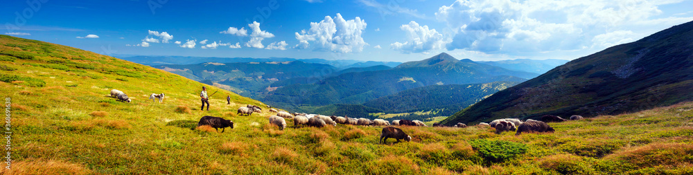 Flocks of sheep in the alps