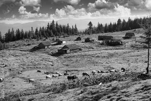 Flocks of sheep in the alps