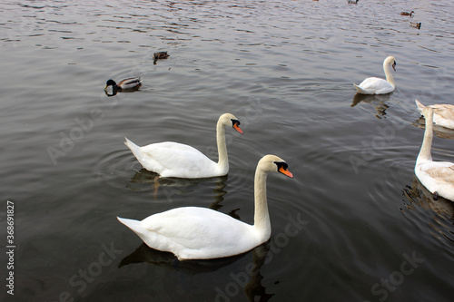 Vltava river. Prague. Swan. Wild duck.