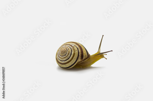Striped land snail on the white background. Grove snail moving forward against white background