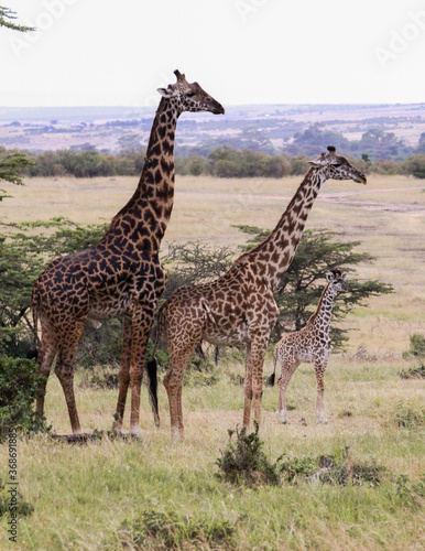 Fototapeta Naklejka Na Ścianę i Meble -  Family of Giraffe in the wild, male, female, baby