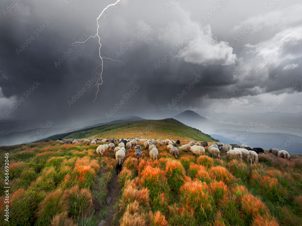 Thunderstorm and Sheep herding dog in the mountains
