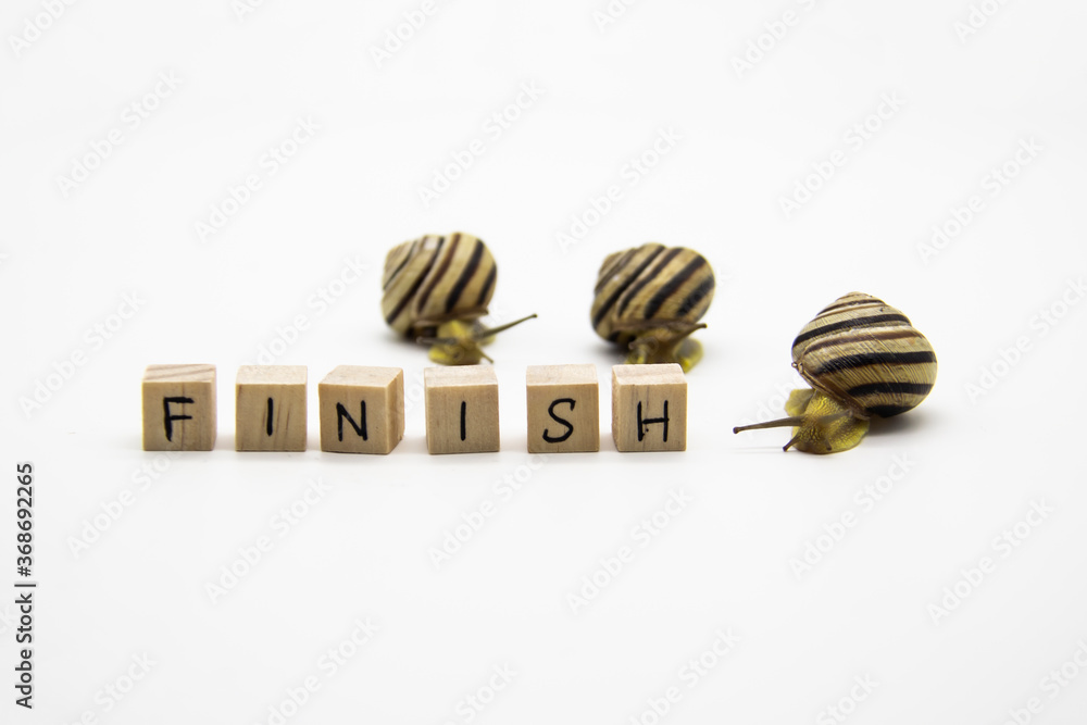 Striped land snails with small wooden cubes with letters isolated on the white background. A word FINISH with grove snails.