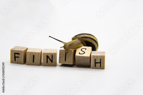 Striped land snail with small wooden cubes with letters isolated on the white background. A word FINISH with grove snail.
