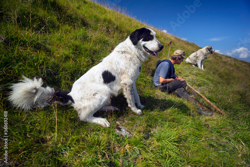 Spring and shepherds, shepherd dogs.