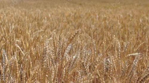 Wheat field. Ears of golden wheat close up. Beautiful Nature Sunset Landscape. Rural Scenery under Shining Sunlight. Background of ripening ears of meadow wheat field. Rich harvest Concept