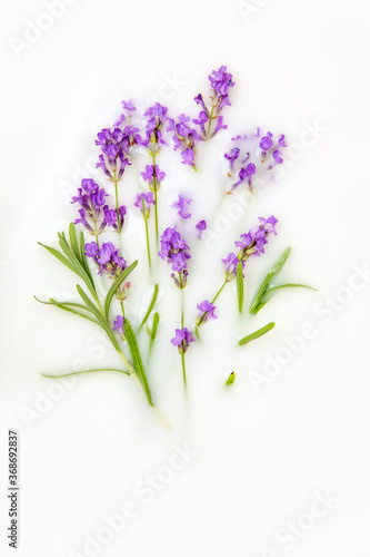 Lavender flowers and leaves in a milk bath. Greeting card. Copy space, flat lay.