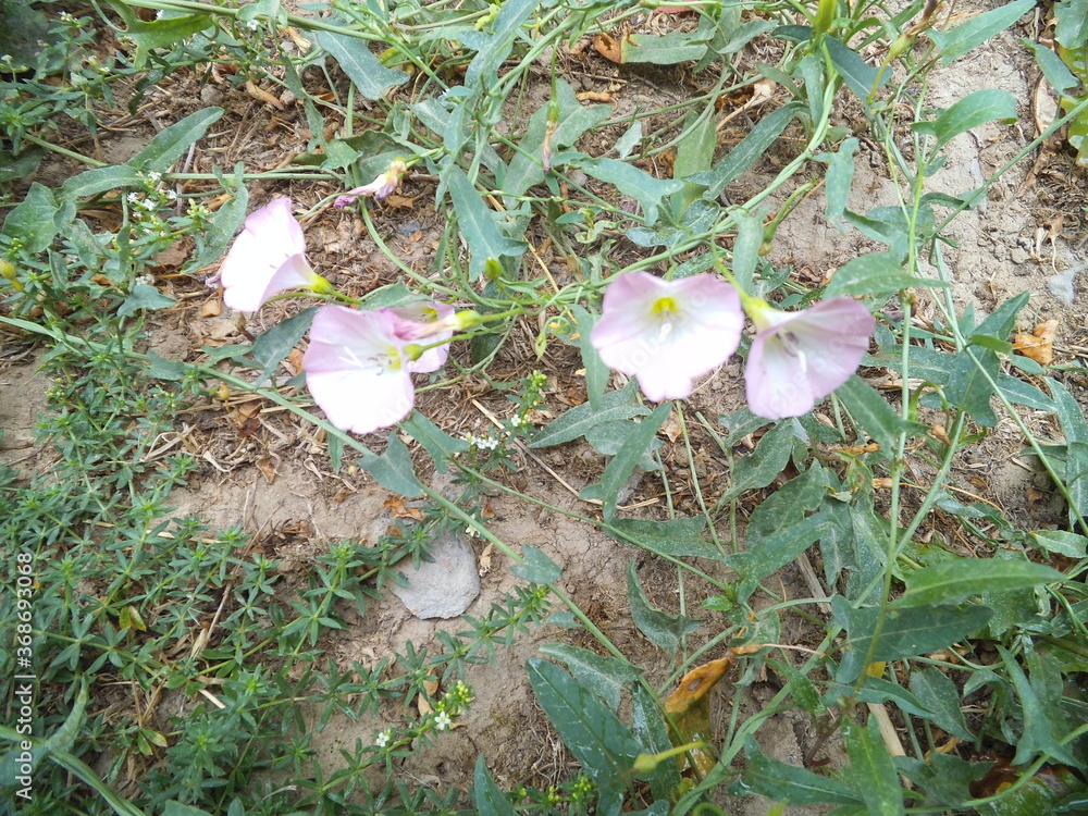 East grass flower from Central Asia. East grass flower from Central Asia.