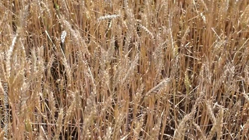 Wheat field. Ears of golden wheat close up. Beautiful Nature Sunset Landscape. Rural Scenery under Shining Sunlight. Background of ripening ears of meadow wheat field. Rich harvest Concept