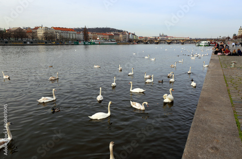 Vltava river. Prague. Dove. Swan. Wild duck.