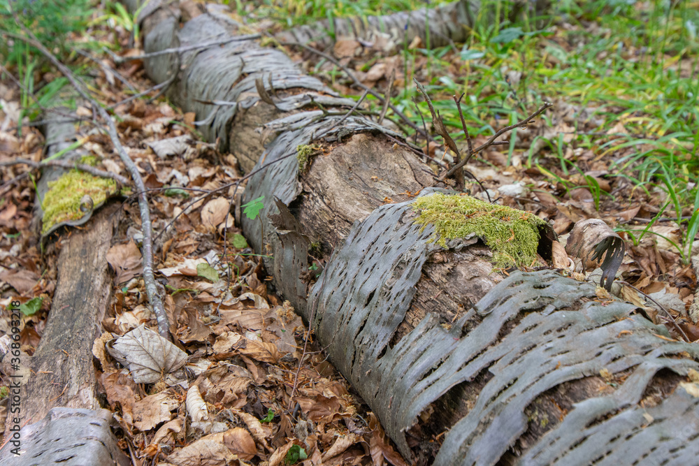 Fallon tree in forest